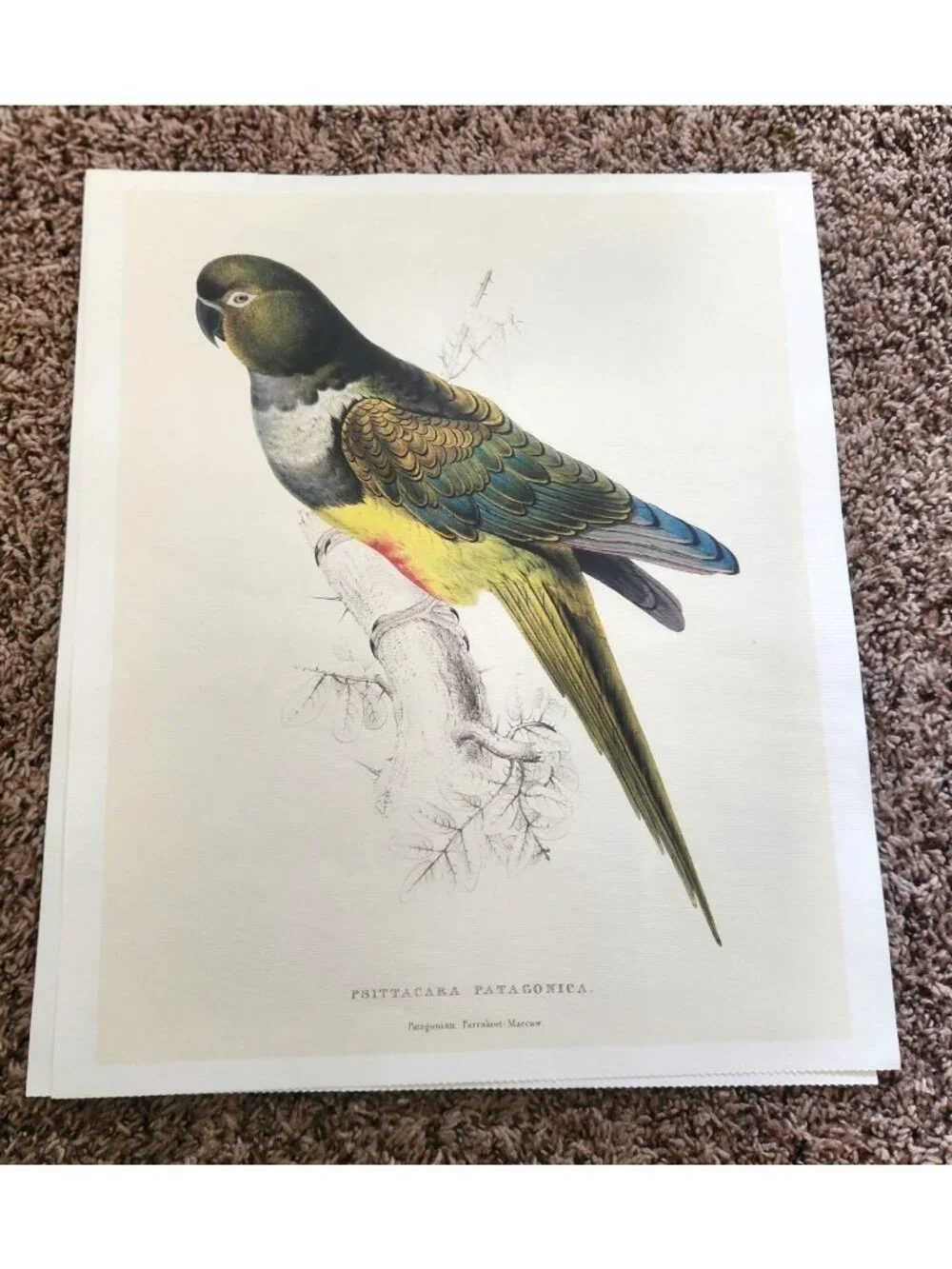 Parrot Print: Victorian Bird Illustration, by Edward Lear